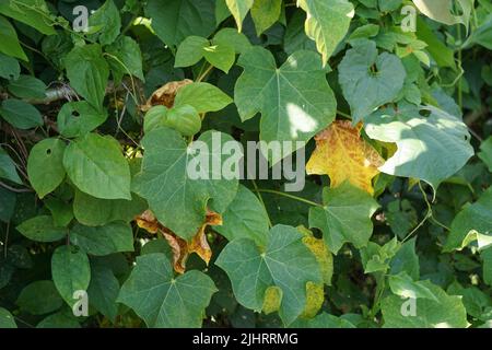 Courcas de jatropha. Également appelé gélose jarak, noix physique, noix de la Barbade, noix de poison, buisson à bulles, écrou de purge, usine d'huile de ricin, usine d'huile de ricin de haie Banque D'Images