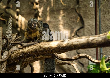Une belle photo d'un singe saki sur un arbre Banque D'Images