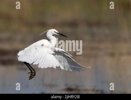 Little Egret (Egretta garzetta) arrivant sur terre à Hickling Broad, Norfolk Banque D'Images