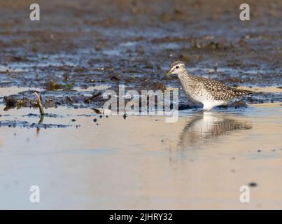 Un sandpiper en bois (Tringa glareola) à la réserve naturelle de Hickling Broad, Norfolk Banque D'Images