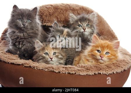 Cinq petits chatons dans un panier, isolés sur du blanc Banque D'Images