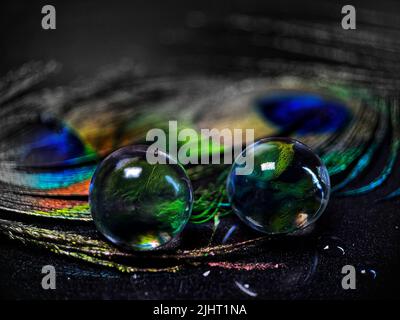 Vue rapprochée des boules de polymère d'hydrogel sur les plumes de paon sur une surface noire Banque D'Images