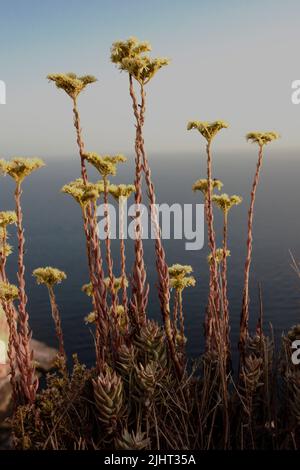 Floraison Sedum sediforme, grès méditerranéen, grès pâle, plantes en marge. Coucher de soleil. Garrigue côtière au bord de la falaise. Printemps. Malte, Méditerranée Banque D'Images