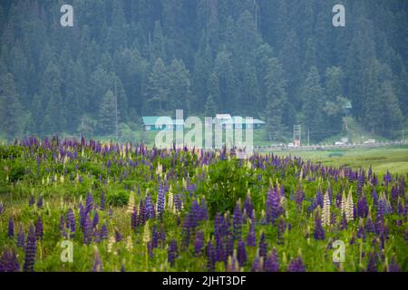 Gulmarg, connu sous le nom de Gulmarag à Kashmiri, est une ville, station de ski de colline, destination populaire de ski. Banque D'Images