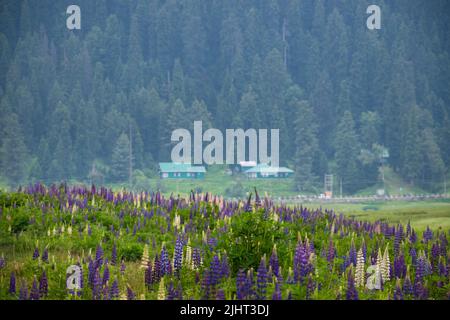 Gulmarg, connu sous le nom de Gulmarag à Kashmiri, est une ville, station de ski de colline, destination populaire de ski. Banque D'Images