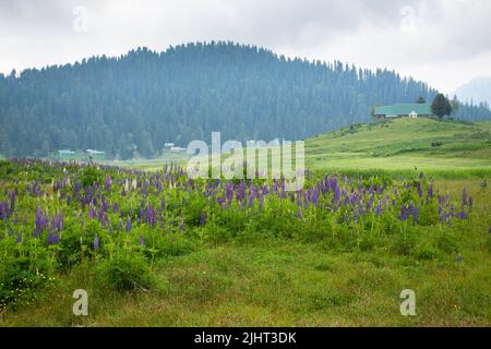 Gulmarg, connu sous le nom de Gulmarag à Kashmiri, est une ville, station de ski de colline, destination populaire de ski. Banque D'Images