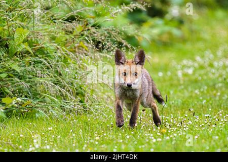 Un renard (Vulpes vulpes) dans un lotissement à Wallington, Surrey. Banque D'Images