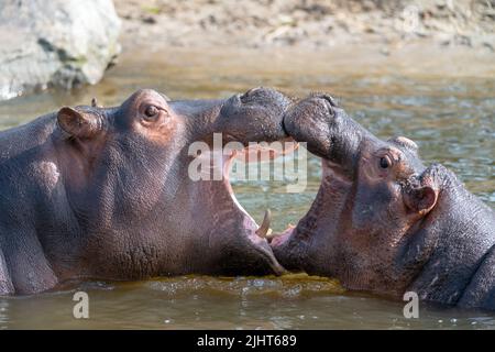 Gros plan sur les hippopotames à col ouvert dans l'eau du parc safari des pays-Bas Banque D'Images