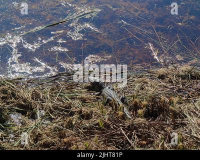 Alligator situé dans les marais des Everglades en Floride, aux États-Unis Banque D'Images