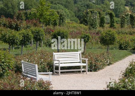 Un banc de jardin sur un plancher devant une variété de rosiers dans différentes couleurs et bleu lavande Banque D'Images