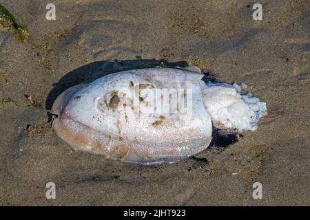 La seiche commune européenne morte (Sepia officinalis) s'est lavée à terre sur une plage de sable le long de la côte de la mer du Nord Banque D'Images