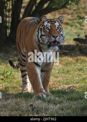 Whipsnade, Bedfordshire, Royaume-Uni 20th juillet 2022. Amur Tiger Brothers, Makari et Csar gagnent leurs rayures en tant qu'Animal Champions au zoo de Whipsnade de ZSL. Les gardiens ont caché 3D trophées remplis de gourmandises autour de leur enceinte. Les tigres se sont mis à péter et à bondir sur leurs trophées. Bhandol/Alamy Live News Banque D'Images