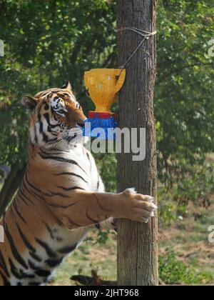 Whipsnade, Bedfordshire, Royaume-Uni 20th juillet 2022. Amur Tiger Brothers, Makari et Csar gagnent leurs rayures en tant qu'Animal Champions au zoo de Whipsnade de ZSL. Les gardiens ont caché 3D trophées remplis de gourmandises autour de leur enceinte. Les tigres se sont mis à péter et à bondir sur leurs trophées. Bhandol/Alamy Live News Banque D'Images