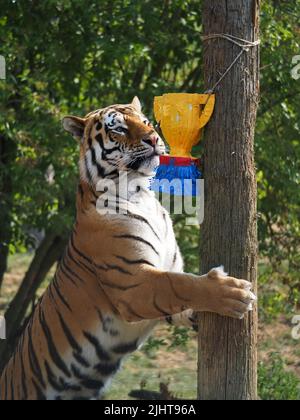 Whipsnade, Bedfordshire, Royaume-Uni 20th juillet 2022. Amur Tiger Brothers, Makari et Csar gagnent leurs rayures en tant qu'Animal Champions au zoo de Whipsnade de ZSL. Les gardiens ont caché 3D trophées remplis de gourmandises autour de leur enceinte. Les tigres se sont mis à péter et à bondir sur leurs trophées. Bhandol/Alamy Live News Banque D'Images