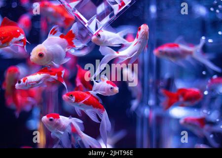 sa photo est de quelques petits poissons rouges. Plusieurs d'entre eux nagent dans un aquarium, avec leurs corps rouges et blancs et leurs queues blanches. Banque D'Images