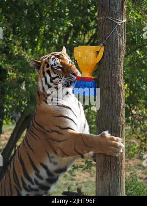 Whipsnade, Bedfordshire, Royaume-Uni 20th juillet 2022. Amur Tiger Brothers, Makari et Csar gagnent leurs rayures en tant qu'Animal Champions au zoo de Whipsnade de ZSL. Les gardiens ont caché 3D trophées remplis de gourmandises autour de leur enceinte. Les tigres se sont mis à péter et à bondir sur leurs trophées. Bhandol/Alamy Live News Banque D'Images