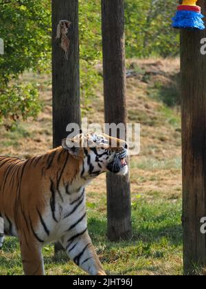 Whipsnade, Bedfordshire, Royaume-Uni 20th juillet 2022. Amur Tiger Brothers, Makari et Csar gagnent leurs rayures en tant qu'Animal Champions au zoo de Whipsnade de ZSL. Les gardiens ont caché 3D trophées remplis de gourmandises autour de leur enceinte. Les tigres se sont mis à péter et à bondir sur leurs trophées. Bhandol/Alamy Live News Banque D'Images