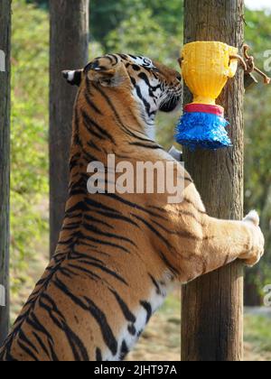 Whipsnade, Bedfordshire, Royaume-Uni 20th juillet 2022. Amur Tiger Brothers, Makari et Csar gagnent leurs rayures en tant qu'Animal Champions au zoo de Whipsnade de ZSL. Les gardiens ont caché 3D trophées remplis de gourmandises autour de leur enceinte. Les tigres se sont mis à péter et à bondir sur leurs trophées. Bhandol/Alamy Live News Banque D'Images