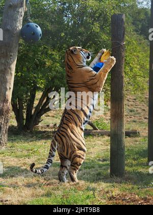 Whipsnade, Bedfordshire, Royaume-Uni 20th juillet 2022. Amur Tiger Brothers, Makari et Csar gagnent leurs rayures en tant qu'Animal Champions au zoo de Whipsnade de ZSL. Les gardiens ont caché 3D trophées remplis de gourmandises autour de leur enceinte. Les tigres se sont mis à péter et à bondir sur leurs trophées. Bhandol/Alamy Live News Banque D'Images