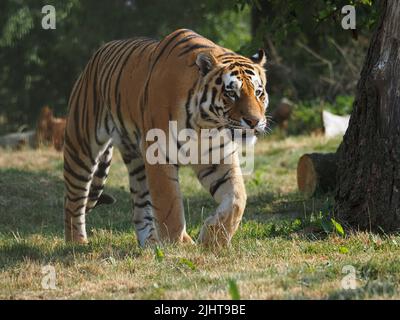 Whipsnade, Bedfordshire, Royaume-Uni 20th juillet 2022. Amur Tiger Brothers, Makari et Csar gagnent leurs rayures en tant qu'Animal Champions au zoo de Whipsnade de ZSL. Les gardiens ont caché 3D trophées remplis de gourmandises autour de leur enceinte. Les tigres se sont mis à péter et à bondir sur leurs trophées. Bhandol/Alamy Live News Banque D'Images