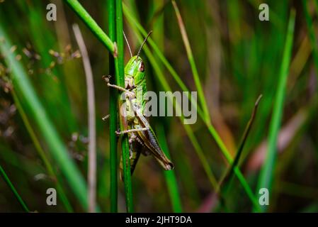 Une vue d'une sauterelle dans l'habitat naturel sur l'herbe verte Banque D'Images