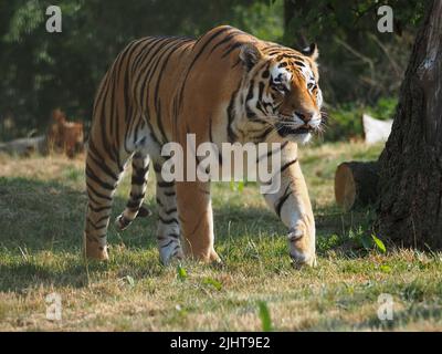 Whipsnade, Bedfordshire, Royaume-Uni 20th juillet 2022. Amur Tiger Brothers, Makari et Csar gagnent leurs rayures en tant qu'Animal Champions au zoo de Whipsnade de ZSL. Les gardiens ont caché 3D trophées remplis de gourmandises autour de leur enceinte. Les tigres se sont mis à péter et à bondir sur leurs trophées. Bhandol/Alamy Live News Banque D'Images