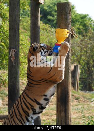 Whipsnade, Bedfordshire, Royaume-Uni 20th juillet 2022. Amur Tiger Brothers, Makari et Csar gagnent leurs rayures en tant qu'Animal Champions au zoo de Whipsnade de ZSL. Les gardiens ont caché 3D trophées remplis de gourmandises autour de leur enceinte. Les tigres se sont mis à péter et à bondir sur leurs trophées. Bhandol/Alamy Live News Banque D'Images