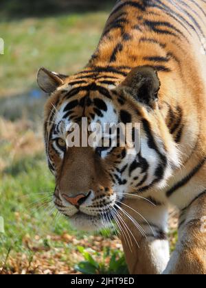 Whipsnade, Bedfordshire, Royaume-Uni 20th juillet 2022. Amur Tiger Brothers, Makari et Csar gagnent leurs rayures en tant qu'Animal Champions au zoo de Whipsnade de ZSL. Les gardiens ont caché 3D trophées remplis de gourmandises autour de leur enceinte. Les tigres se sont mis à péter et à bondir sur leurs trophées. Bhandol/Alamy Live News Banque D'Images