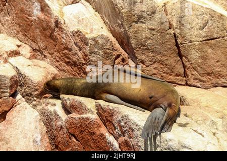 Sea Lions, Ballestas Island, parc de la réserve nationale Paracas au Pérou Banque D'Images