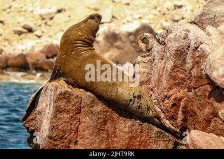 Sea Lions, Ballestas Island, parc de la réserve nationale Paracas au Pérou Banque D'Images