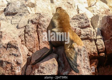 Sea Lions, Ballestas Island, parc de la réserve nationale Paracas au Pérou Banque D'Images