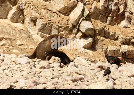 Sea Lions, Ballestas Island, parc de la réserve nationale Paracas au Pérou Banque D'Images