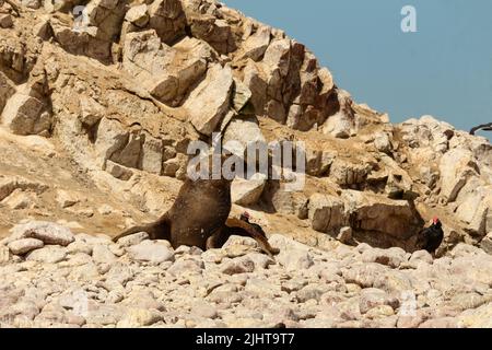 Sea Lions, Ballestas Island, parc de la réserve nationale Paracas au Pérou Banque D'Images