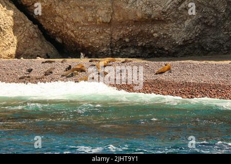 Groupe de lions de mer, île Ballestas, parc de la réserve nationale Paracas au Pérou Banque D'Images