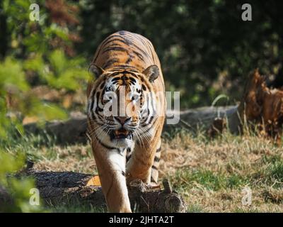 Whipsnade, Bedfordshire, Royaume-Uni 20th juillet 2022. Amur Tiger Brothers, Makari et Csar gagnent leurs rayures en tant qu'Animal Champions au zoo de Whipsnade de ZSL. Les gardiens ont caché 3D trophées remplis de gourmandises autour de leur enceinte. Les tigres se sont mis à péter et à bondir sur leurs trophées. Bhandol/Alamy Live News Banque D'Images