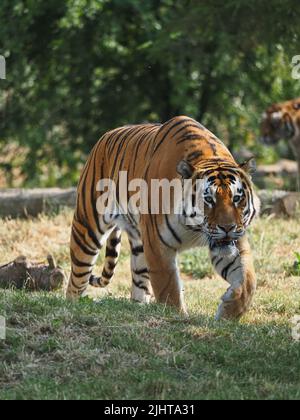 Whipsnade, Bedfordshire, Royaume-Uni 20th juillet 2022. Amur Tiger Brothers, Makari et Csar gagnent leurs rayures en tant qu'Animal Champions au zoo de Whipsnade de ZSL. Les gardiens ont caché 3D trophées remplis de gourmandises autour de leur enceinte. Les tigres se sont mis à péter et à bondir sur leurs trophées. Bhandol/Alamy Live News Banque D'Images