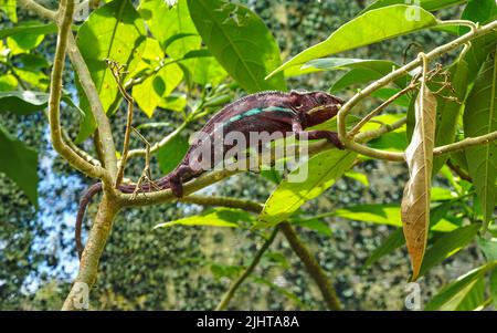 Marron foncé ou violet Parson's Chameleon - Calumma parsonii - marchant sur la branche d'arbre, feuilles vertes autour Banque D'Images