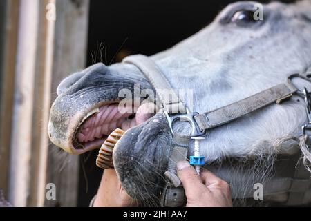 Le cheval a sa bouche ouverte par le vétérinaire équin, une main tenant la langue, avant d'appliquer sédatif. Gros plan pour le museau et les dents Banque D'Images