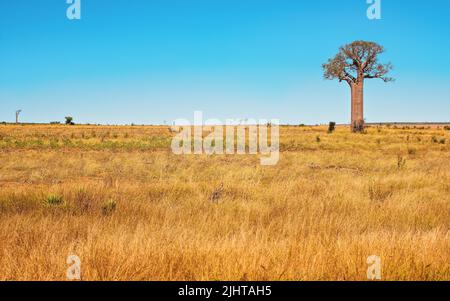 Terrain plat avec basse herbe jaune orangée, quelques baobabs poussant à distance, paysage typique de Maninday, région de Madagascar Banque D'Images