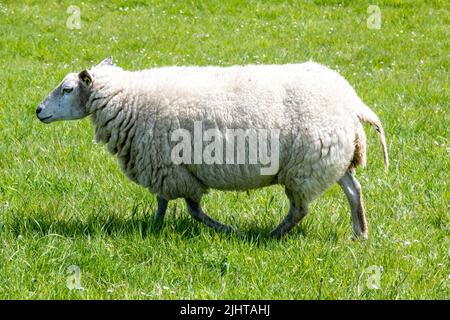 Un mouton solitaire qui se balade dans un champ vert Banque D'Images