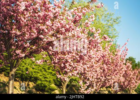 Jardin ornemental avec de grands cerisiers en fleurs sur une pelouse verte fraîche. Banque D'Images
