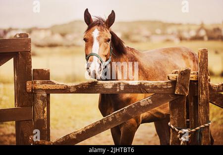 Un beau cheval de baie à dos de mer se dresse dans un enclos avec une clôture en bois sur une ferme en été. Agriculture et élevage. Soins pour chevaux. Banque D'Images