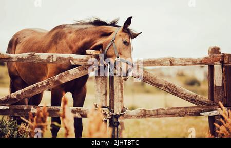 Un beau cheval de baie avec un halter sur son museau se dresse dans un enclos avec une clôture en bois sur une ferme en été. Agriculture et élevage. Cheval Banque D'Images