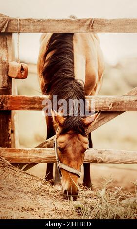 Agriculture et alimentation du bétail. Un beau cheval de baie à dos de mer avec une manie sombre est debout dans un enclos avec une clôture en bois et manger du foin sec sur Banque D'Images