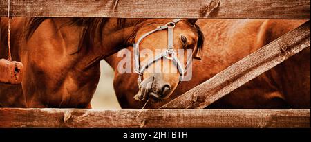 Portrait d'un cheval de baie debout derrière une clôture en bois dans un enclos d'une ferme. Agriculture et élevage. La vie équestre. Banque D'Images