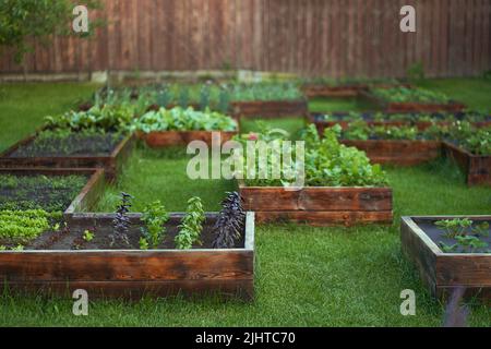 Culture juteuse, parfumée, vitamine basilic et une variété de verdure dans le jardin. Basilic doux poussant sur un sol riche de jardin. Un système de gicleurs d'eau est installé dans le jardin. Photo de haute qualité Banque D'Images