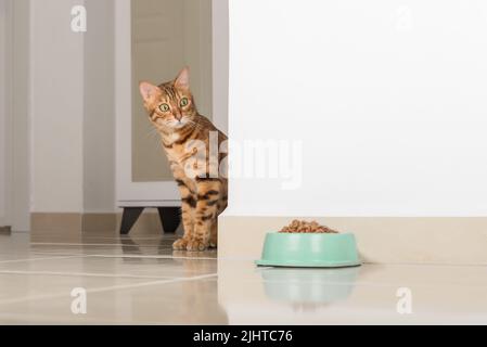 Le chat Bengale peeks autour du coin, regarde un bol de nourriture, contre le fond de la pièce. Copier l'espace. Banque D'Images