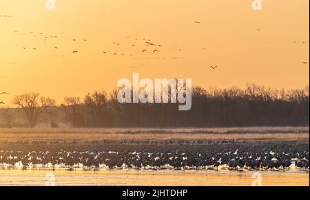 Grues à flanc de sable (Grus canadensis) prêtes à rôtir, Platte River, coucher de soleil, début du printemps, Nebraska, USA, par Dominique Braud/Dembinsky photo Assoc Banque D'Images