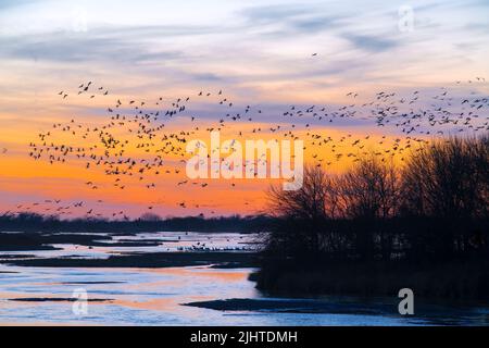 Grues à flanc de sable (Grus canadensis) prêtes à rôtir, Platte River, coucher de soleil, début du printemps, Nebraska, USA, par Dominique Braud/Dembinsky photo Assoc Banque D'Images