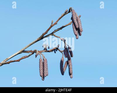 Des chatons mâles et femelles d'aulne commun (Alnus glutinosa) se développant sur un arbre de rivière, Wiltshire, Royaume-Uni, janvier. Banque D'Images